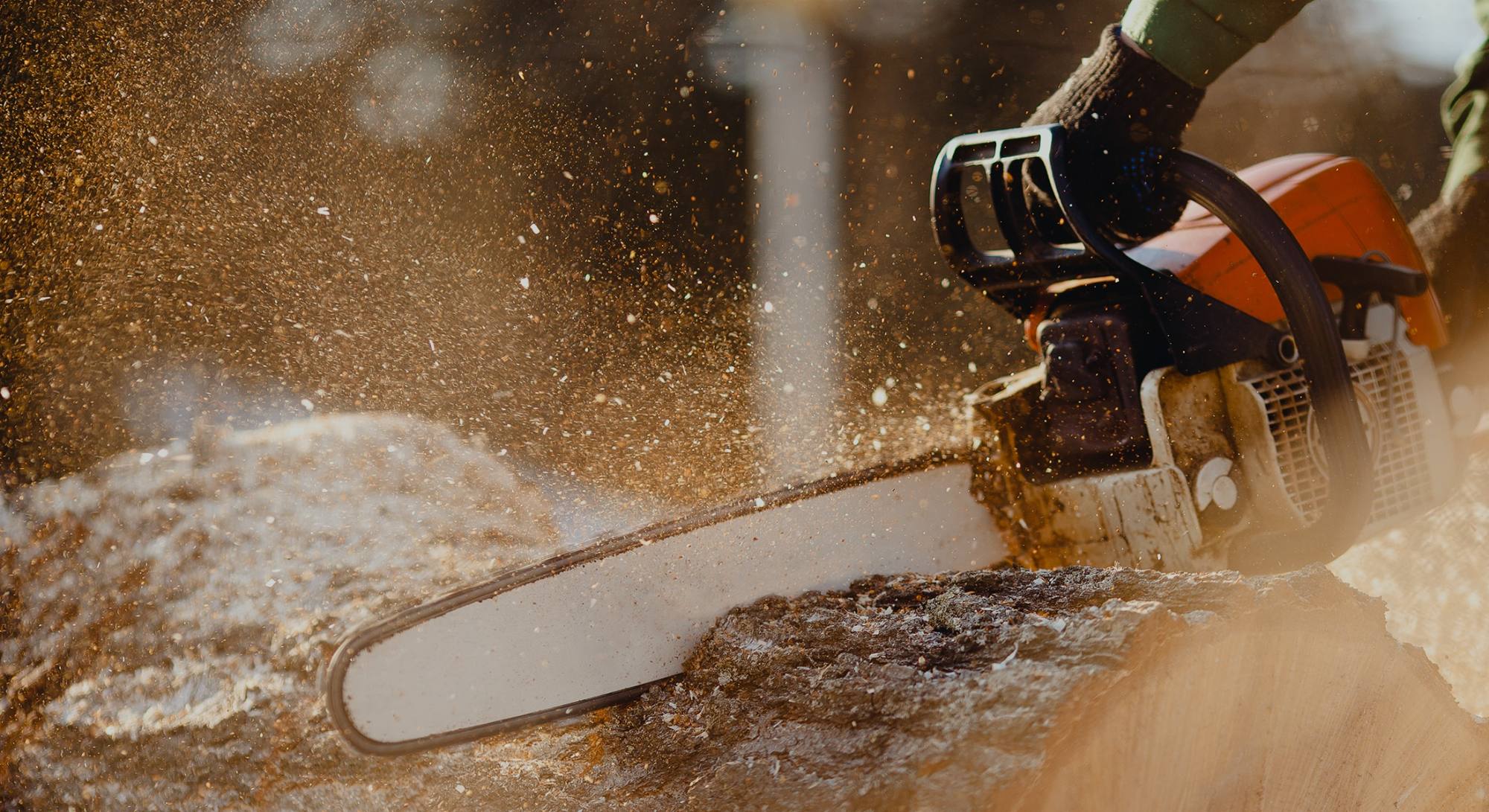 Chainsaw cutting through a tree trunk during a PLM tree removal job