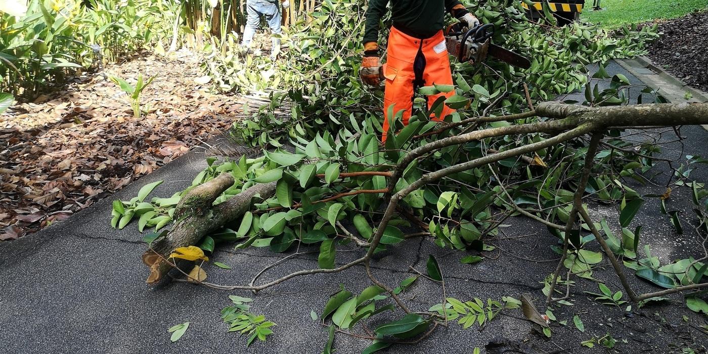 Cut brush and limbs being cleared from a property