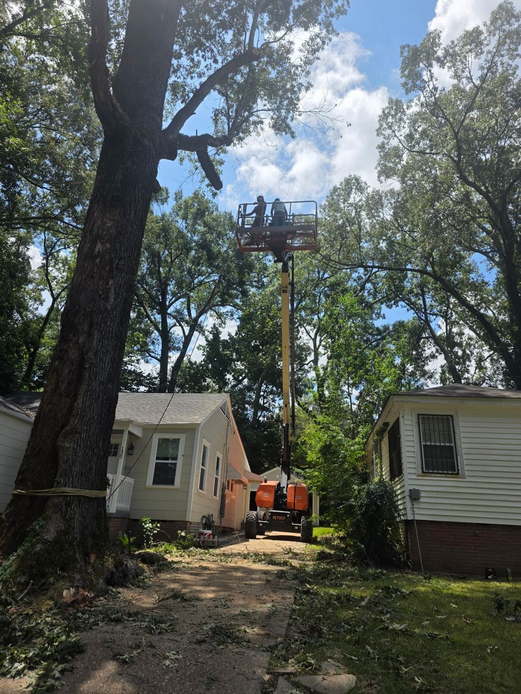 Tree removal project in Southwest Mississippi