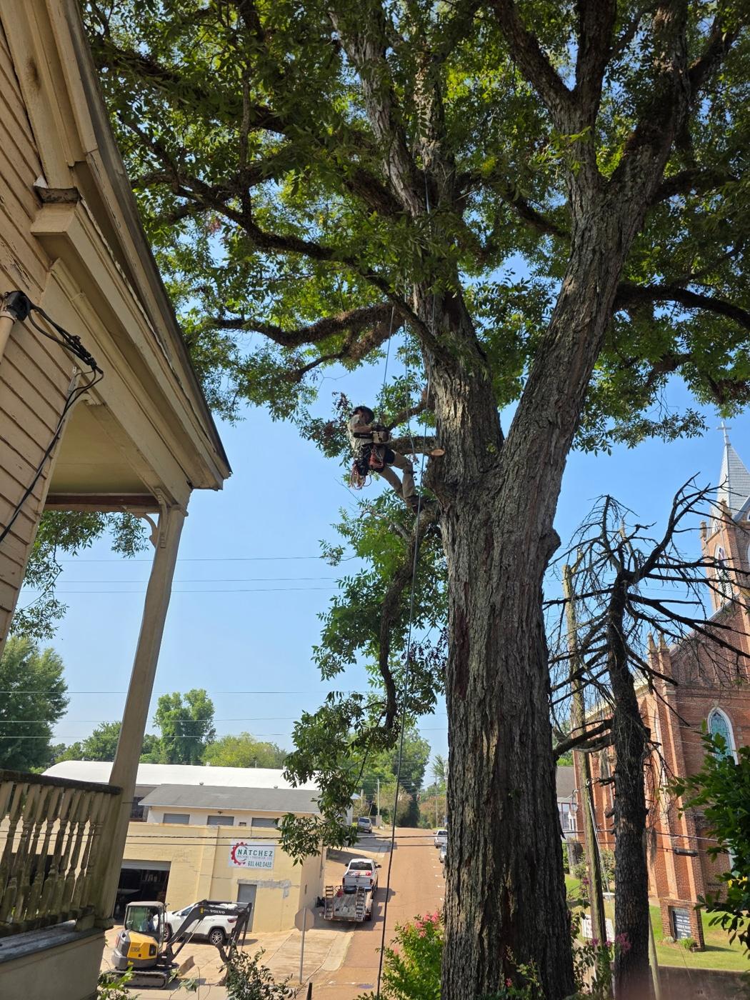 PLM crew completing a typical tree and stump job