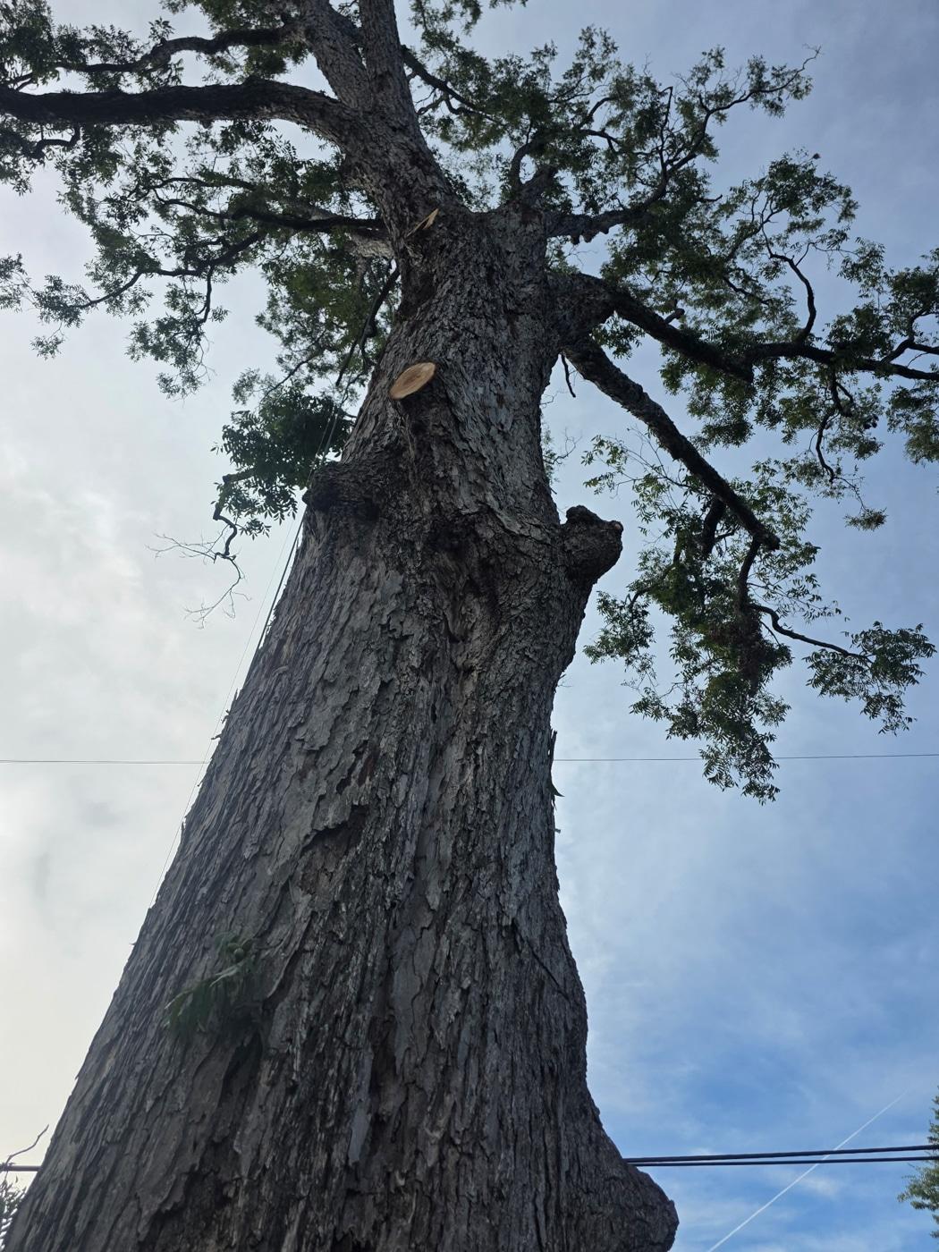 Looking up at a tree before removal in Mississippi